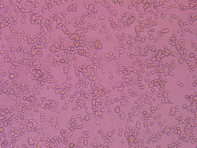 經(jīng)細(xì)胞培養(yǎng)測試驗證，細(xì)胞貼壁率達(dá) 90% 以上，貼壁細(xì)胞活率達(dá)95%以上