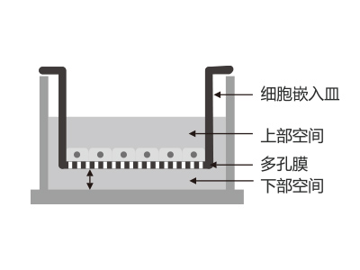 懸掛式設(shè)計(jì)，嵌入皿移細(xì)胞嵌入皿移動(dòng)時(shí)單層細(xì)胞不受影響上部空間 ，還能防止培養(yǎng)液通過中毛細(xì)作用流失